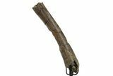 Fossil Dromaeosaurid Partial Metatarsal w/ Metal Stand #378514-2